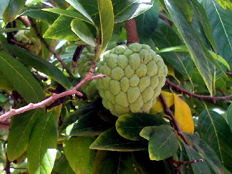 Custard Apple on Tree